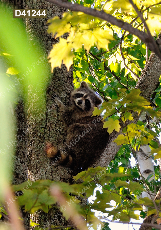 Northern Raccoon (Procyon lotor)